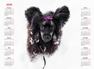 обоя календари, животные, собака, взгляд