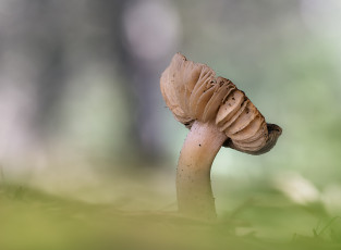 Картинка природа грибы макро