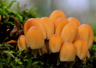 Картинка природа грибы лес