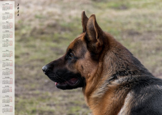 Картинка календари животные профиль морда собака взгляд