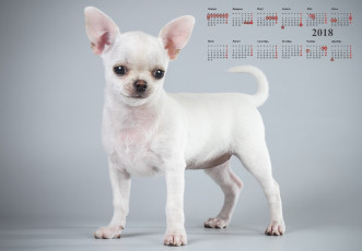 Картинка календари животные собака взгляд