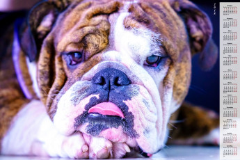 обоя календари, животные, морда, собака