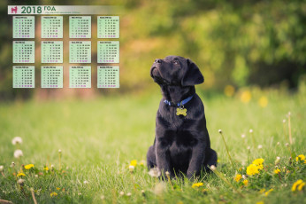 обоя календари, животные, растения, собака, взгляд