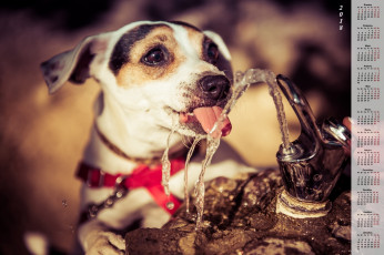 обоя календари, животные, вода, морда, собака