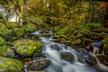 Картинка природа реки озера лес камни река деревья мох