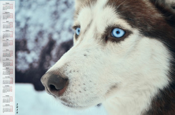 Картинка календари животные хаски морда взгляд собака