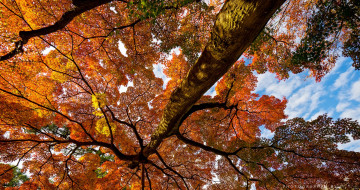 Картинка природа деревья осень