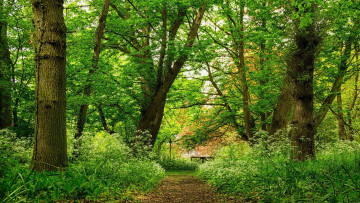 Картинка природа лес простор