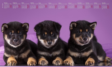 обоя календари, животные, трое, взгляд, собака