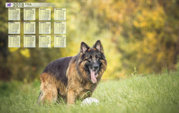 Картинка календари животные растения овчарка взгляд собака