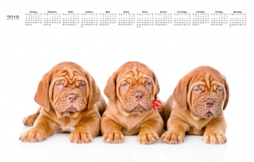 Картинка календари животные трое собака белый фон