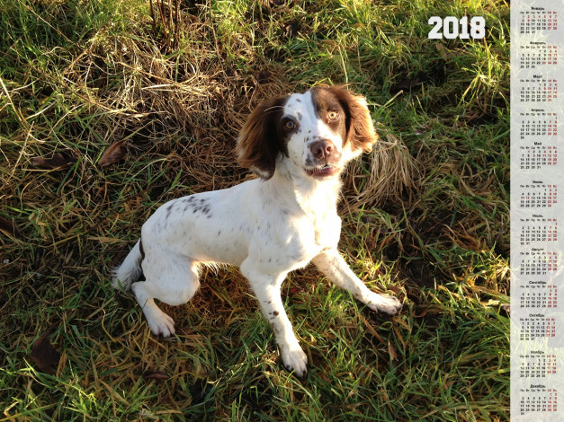 Обои картинки фото календари, животные, взгляд, собака
