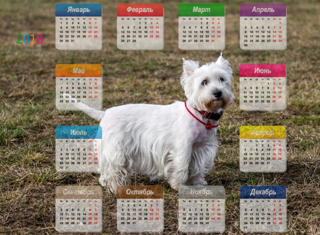 Обои картинки фото календари, животные, взгляд, собака, белый, цвет