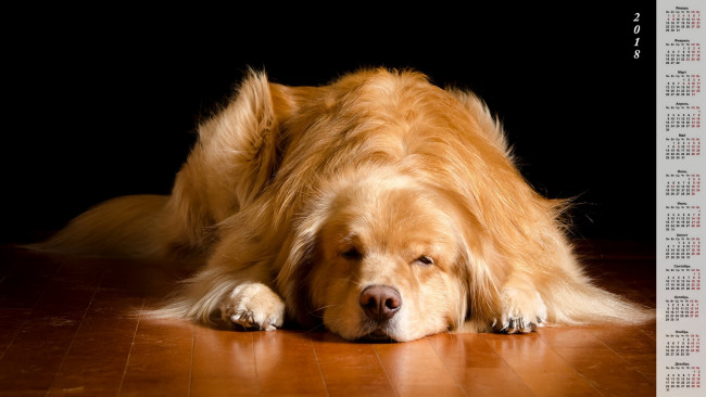 Обои картинки фото календари, животные, собака, отдых