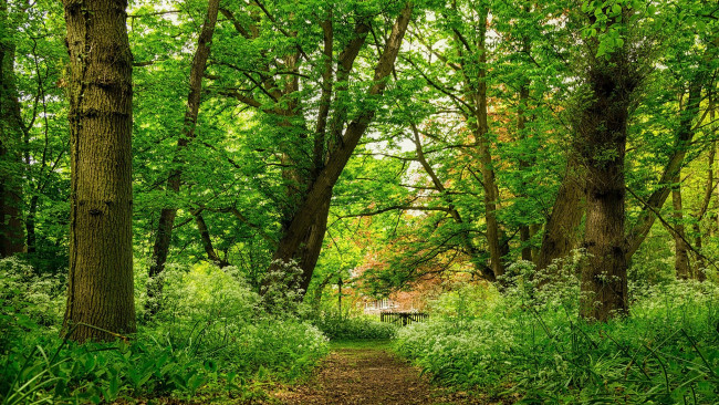 Обои картинки фото природа, лес, простор
