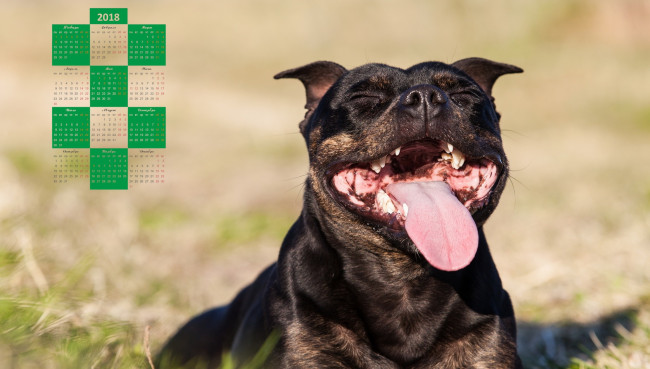 Обои картинки фото календари, животные, морда, собака