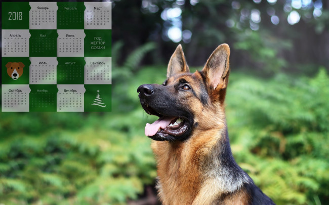 Обои картинки фото календари, животные, собака, профиль, овчарка, взгляд, морда