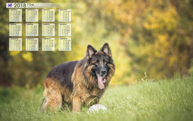 Обои картинки фото календари, животные, растения, овчарка, взгляд, собака