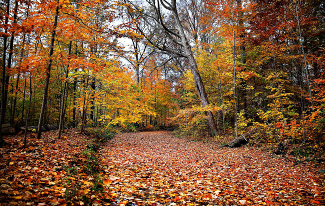 Обои картинки фото природа, лес, простор