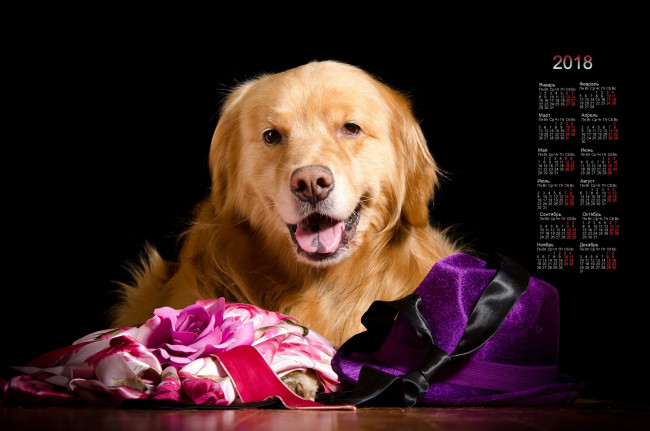 Обои картинки фото календари, животные, взгляд, собака, черный, фон, цветок