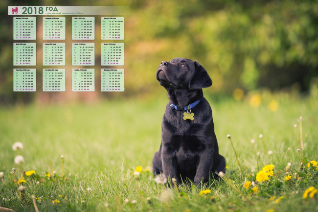 Обои картинки фото календари, животные, растения, собака, взгляд