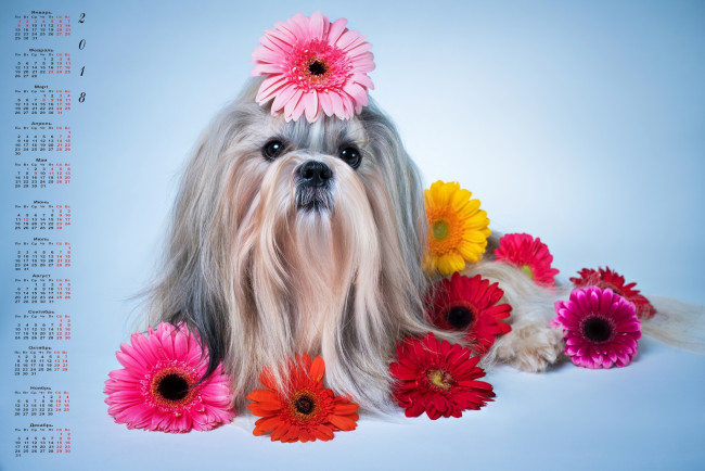 Обои картинки фото календари, животные, цветы, взгляд, собака