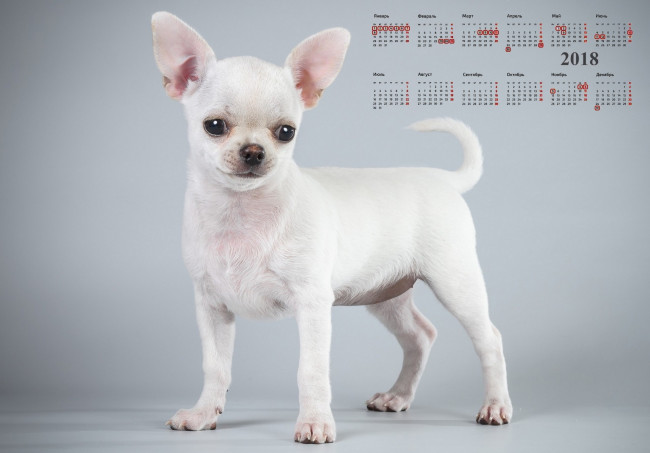 Обои картинки фото календари, животные, собака, взгляд