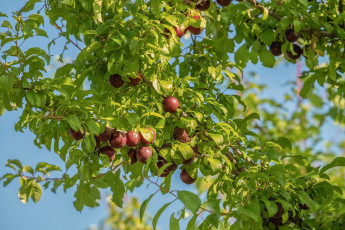 Картинка природа плоды сливы