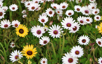 обоя цветы, остеоспермумы, трава, остеоспермум, много