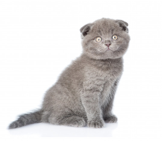 Обои картинки фото британская короткошёрстная, животные, коты, британская, короткошёрстная, кот, фауна, дикая, природа