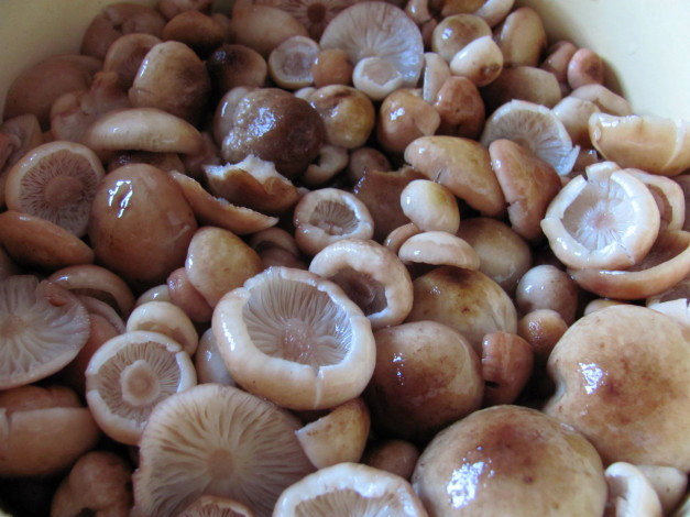 Обои картинки фото еда, грибы,  грибные блюда, опята