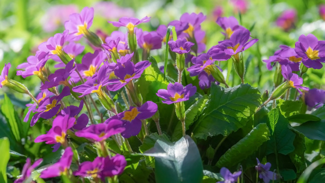 Обои картинки фото цветы, примулы, лиловая, примула, первоцвет