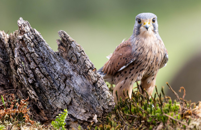 Обои картинки фото пустельга обыкновенная, животные, птицы - хищники, пустельга, обыкновенная, птица, фауна, дикая, природа