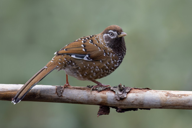 Обои картинки фото бело-крапчатый смеющийся дрозд, животные, птицы, бело-крапчатый, смеющийся, дрозд, птица, фауна, дикая, природа, ветка