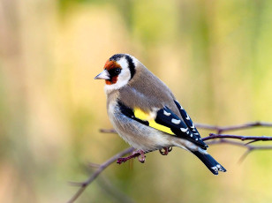 Картинка животные щеглы +чижи щегол птица ветка