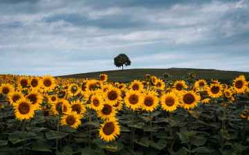 обоя цветы, подсолнухи, поле, холм, дерево, облака