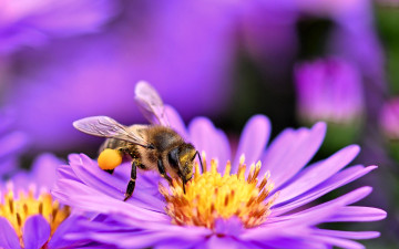 обоя животные, пчелы,  осы,  шмели, пчела, цветы