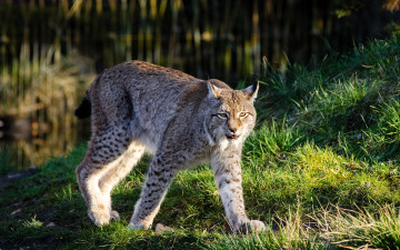 обоя животные, рыси, рысь, трава, озеро, лес