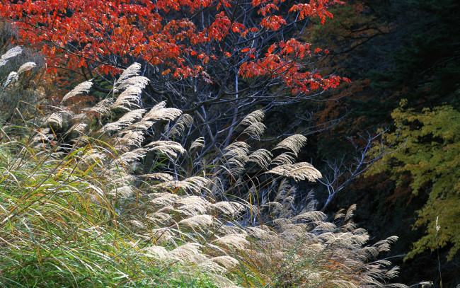 Обои картинки фото природа, деревья, трава, лес