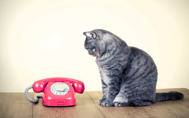 Обои картинки фото животные, коты, кот, телефон