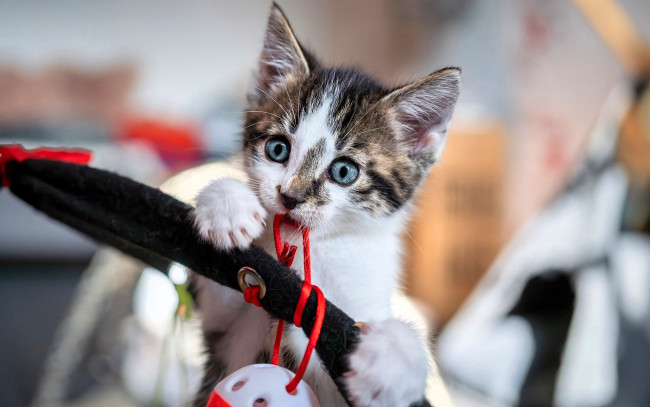 Обои картинки фото животные, коты, котенок, игрушки