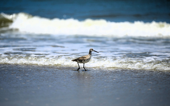 Обои картинки фото животные, птицы, птица, берег, море, волны, прибой