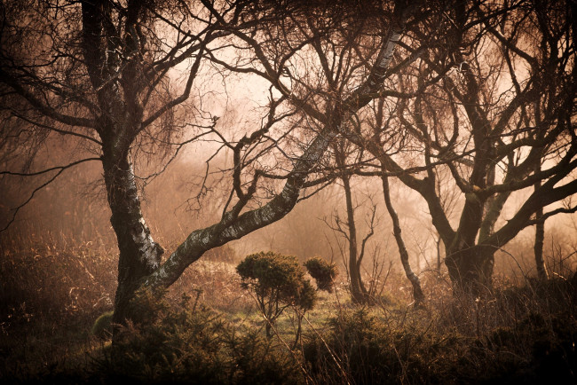 Обои картинки фото природа, лес, деревья, туман, трава, кусты