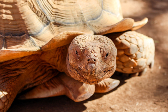 Обои картинки фото животные, черепахи, черепаха, голова, панцирь