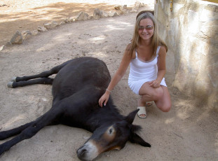 Картинка ispanija safari животные ослы