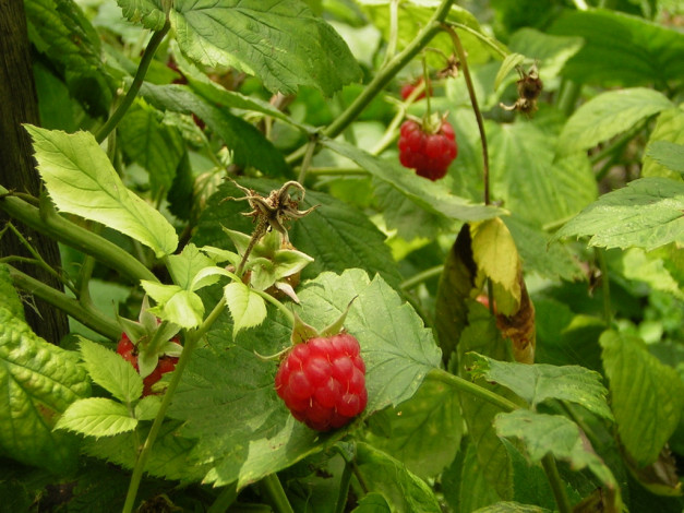 Обои картинки фото 