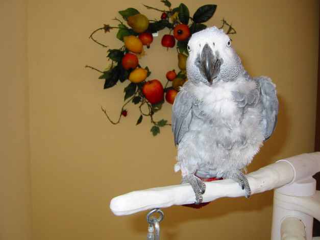 Обои картинки фото животные, попугаи