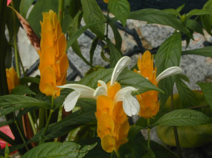 Картинка цветы