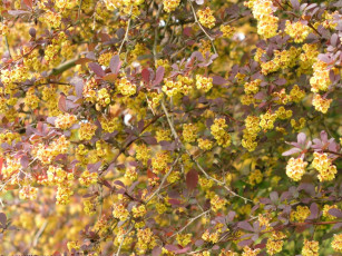 Картинка цветы