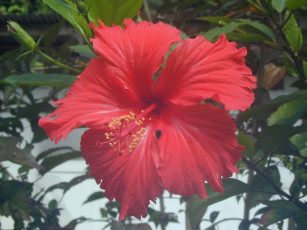 Картинка цветы гибискусы